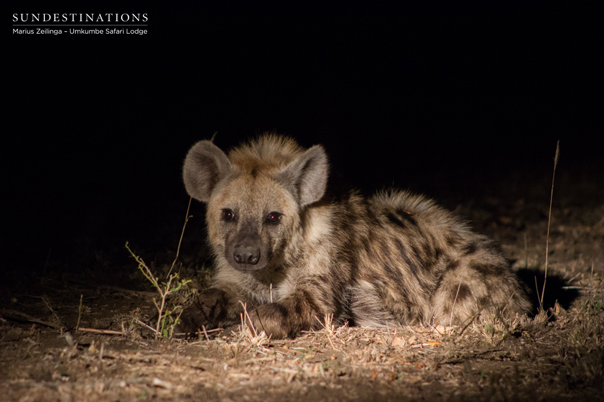 Umkumbe Hyena Cub Umkumbe Hyena Cub