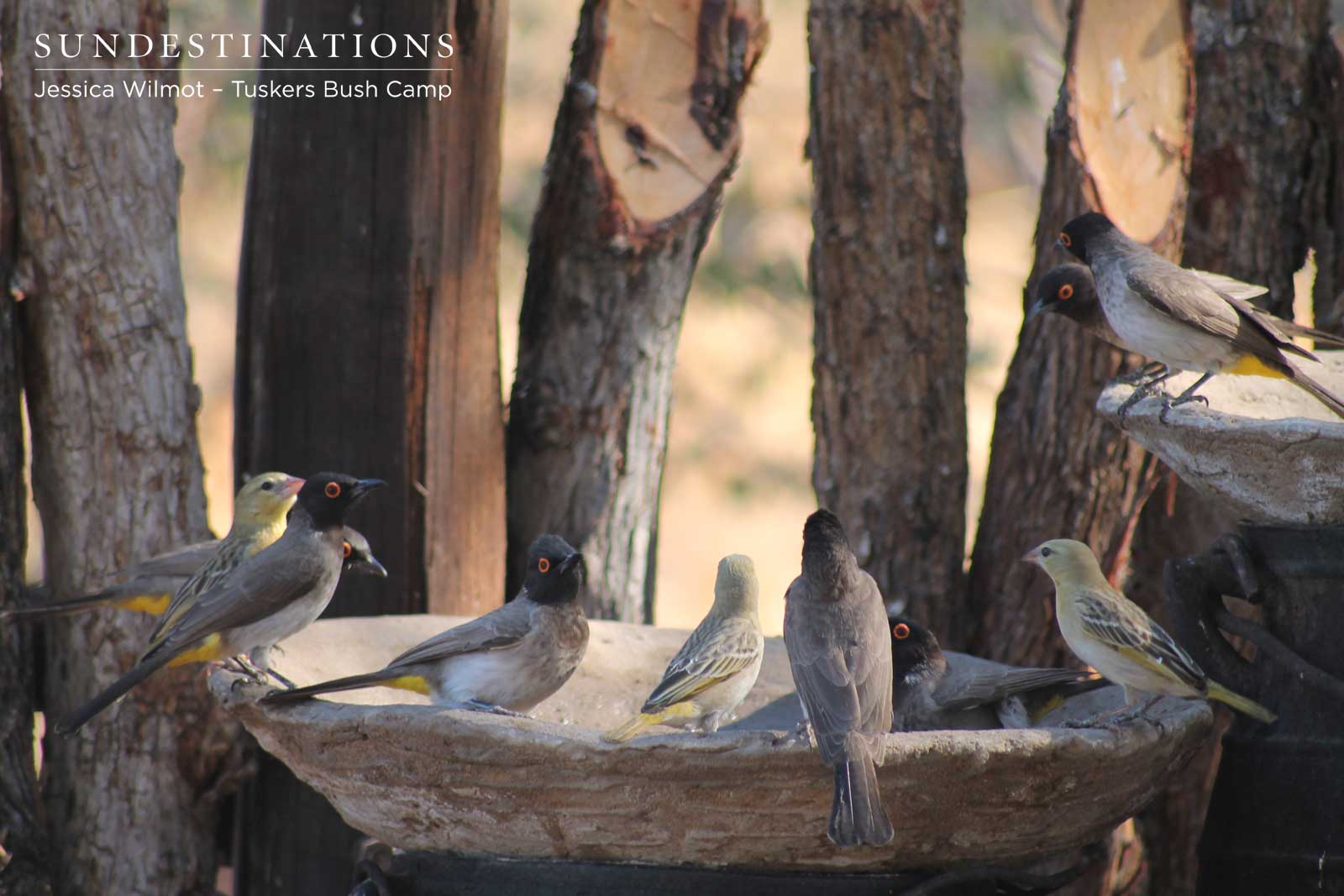 Bird Bath at Tuskers Bird Bath at Tuskers