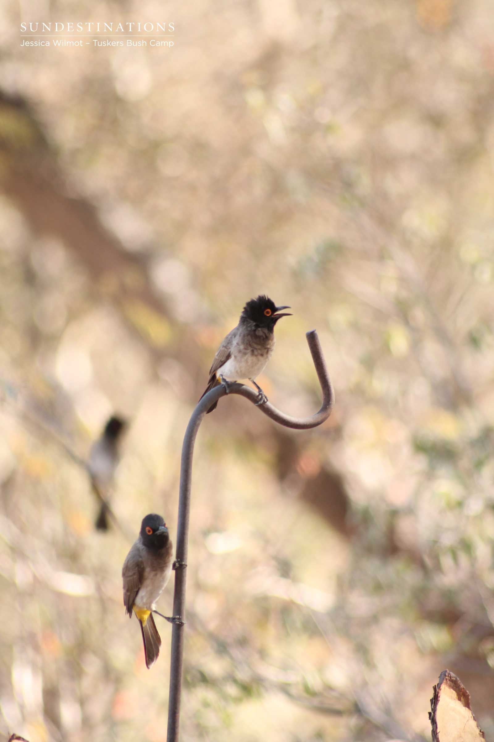 Tuskers Birds - Botswana Tuskers Birds - Botswana