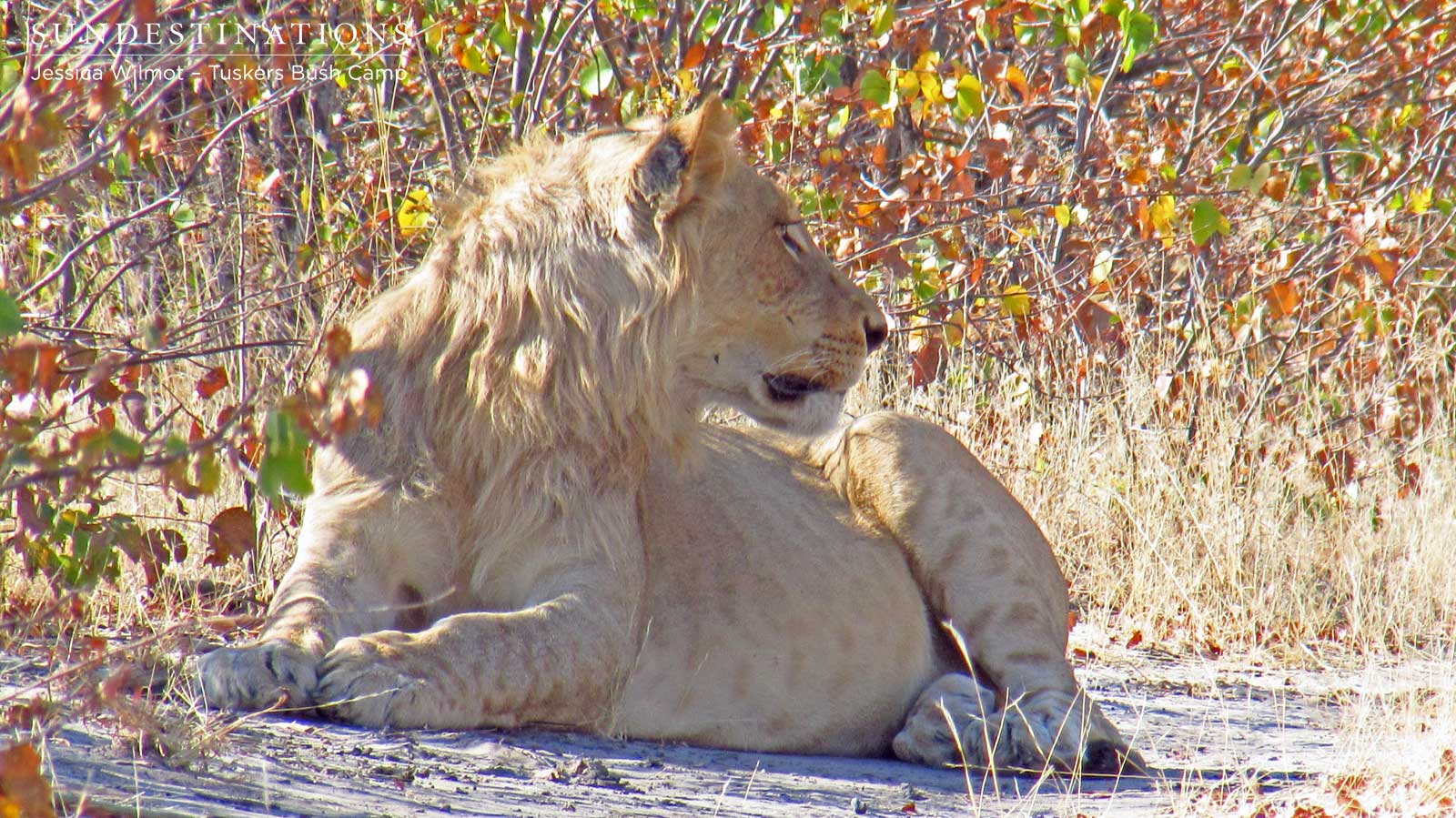 Lion at Tusksers Bush Camp Lion at Tusksers Bush Camp
