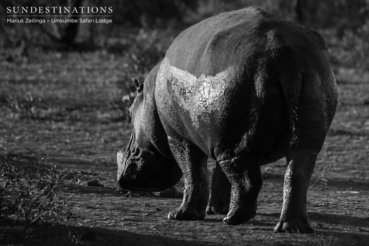 Hippo - Umkumbe Safari Lodge Hippo - Umkumbe Safari Lodge