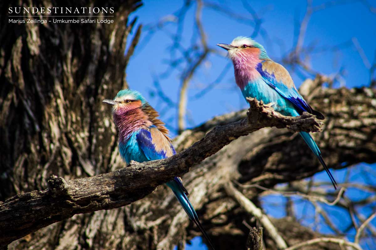 Lilac-breasted Rollers Lilac-breasted Rollers