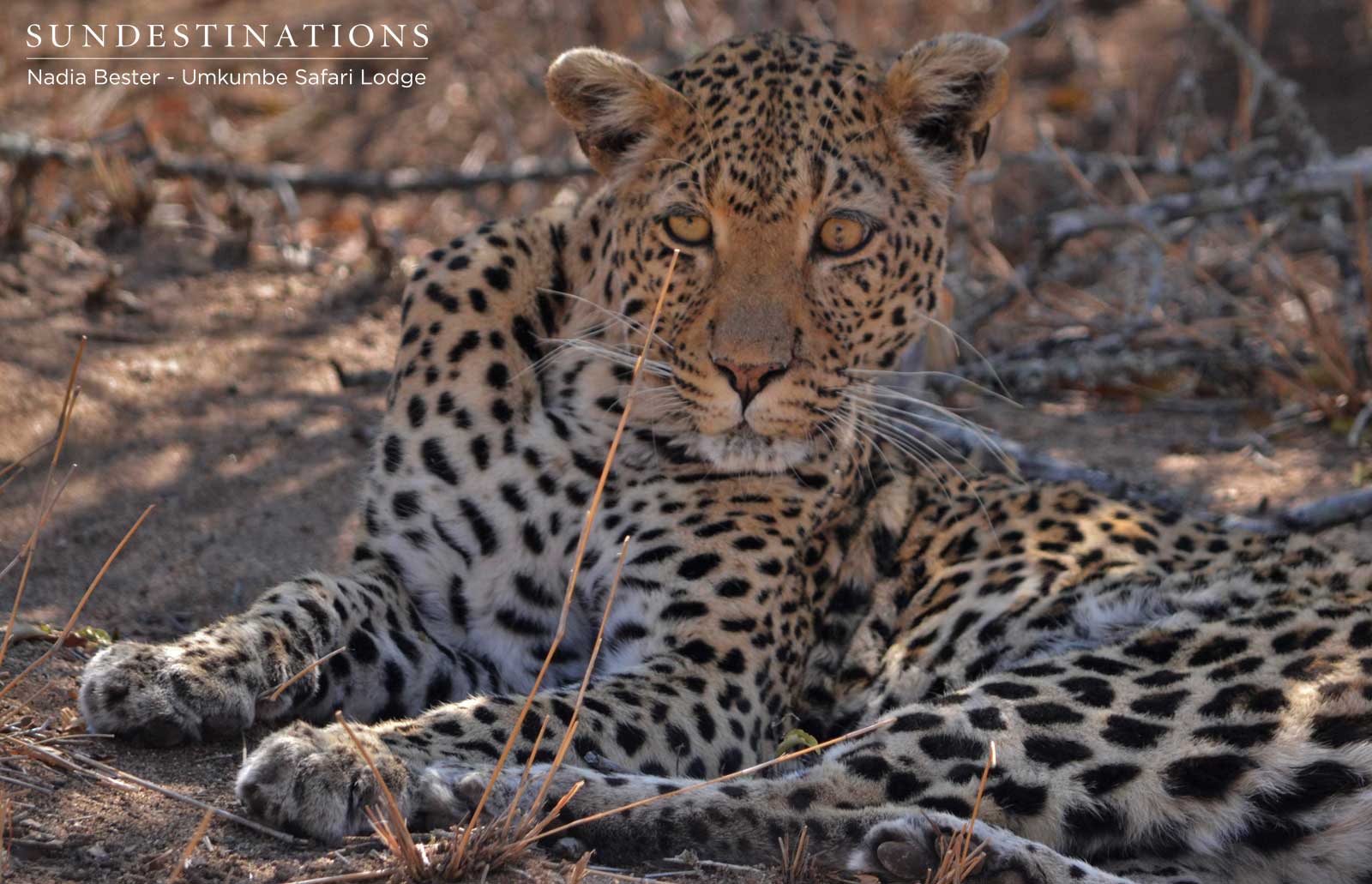 White Dam Leopard White Dam Leopard