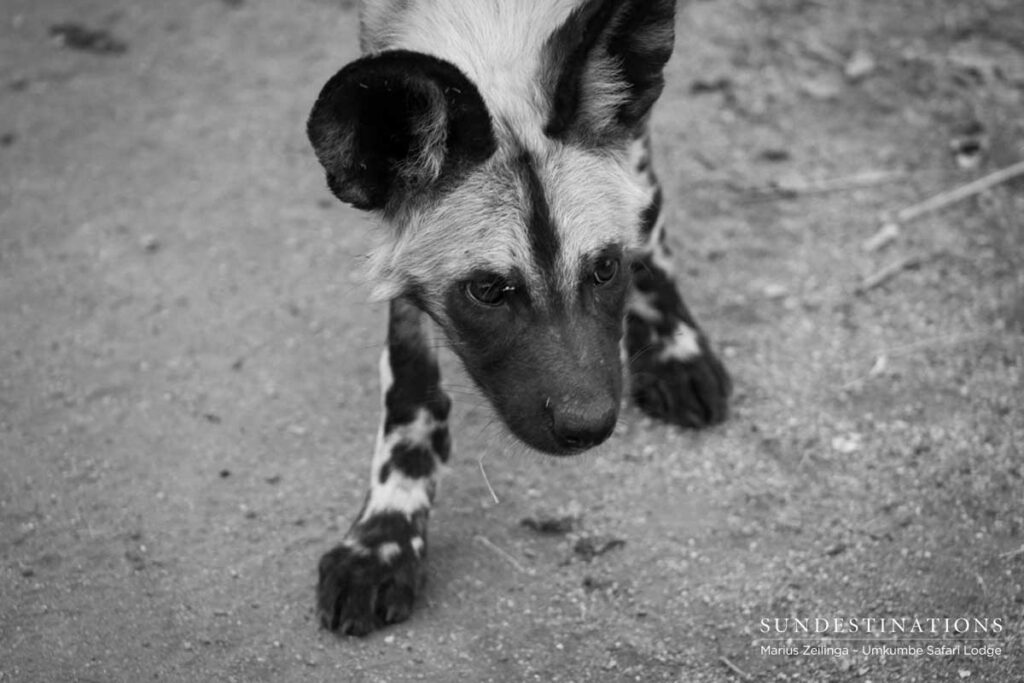 Wild Dog Pup