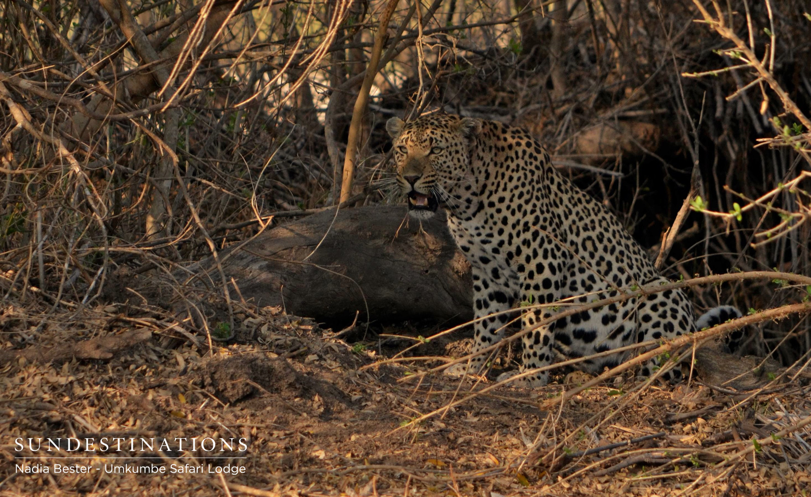Unidentified Male Leopard Unidentified Male Leopard