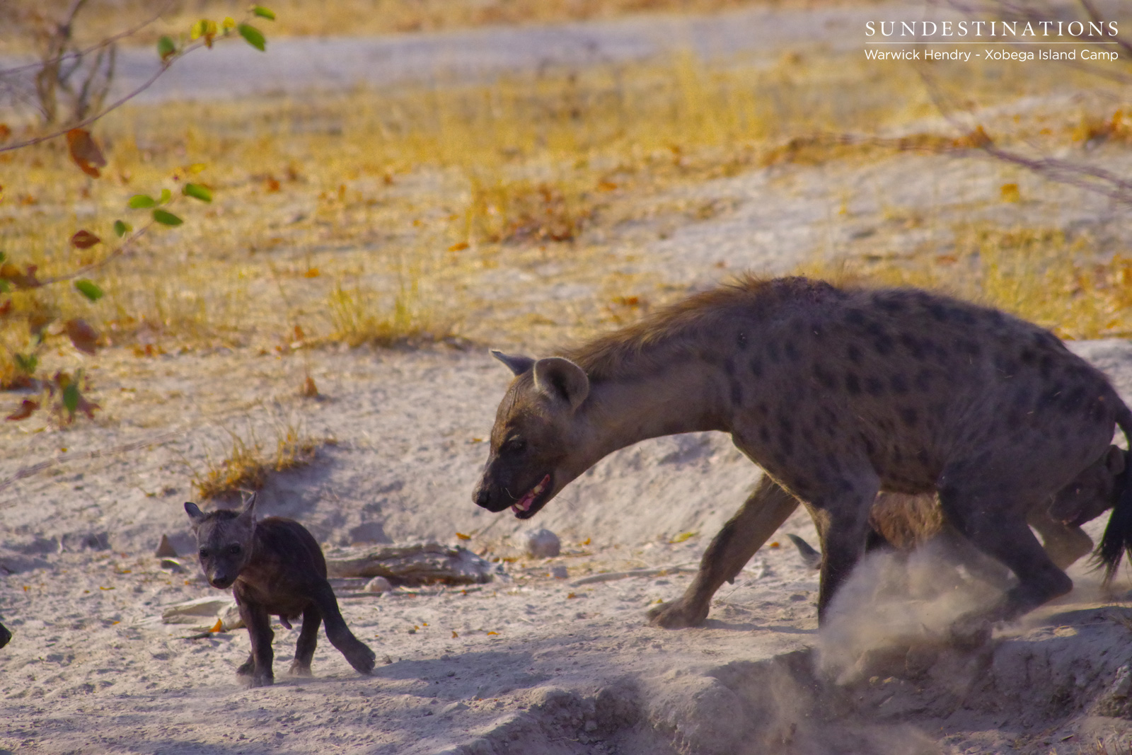Hyena with Cub Hyena with Cub