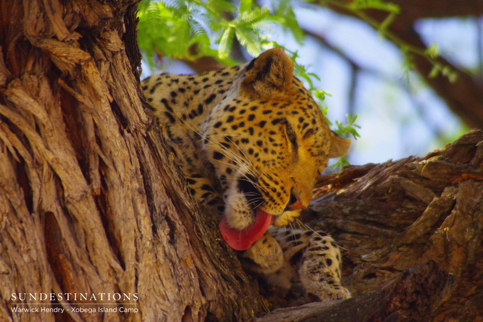 Leopard in Moremi Leopard in Moremi