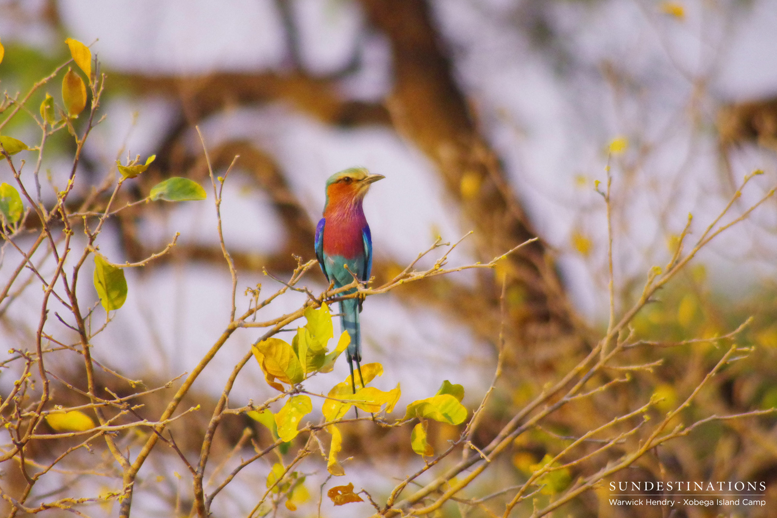 Lilac-breasted Roller Botswana Lilac-breasted Roller Botswana