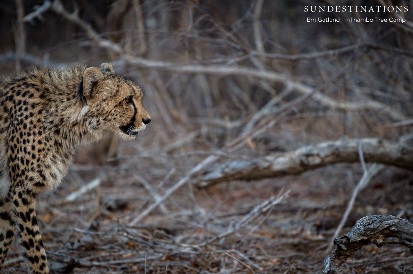 nThambo Cheetah nThambo Cheetah