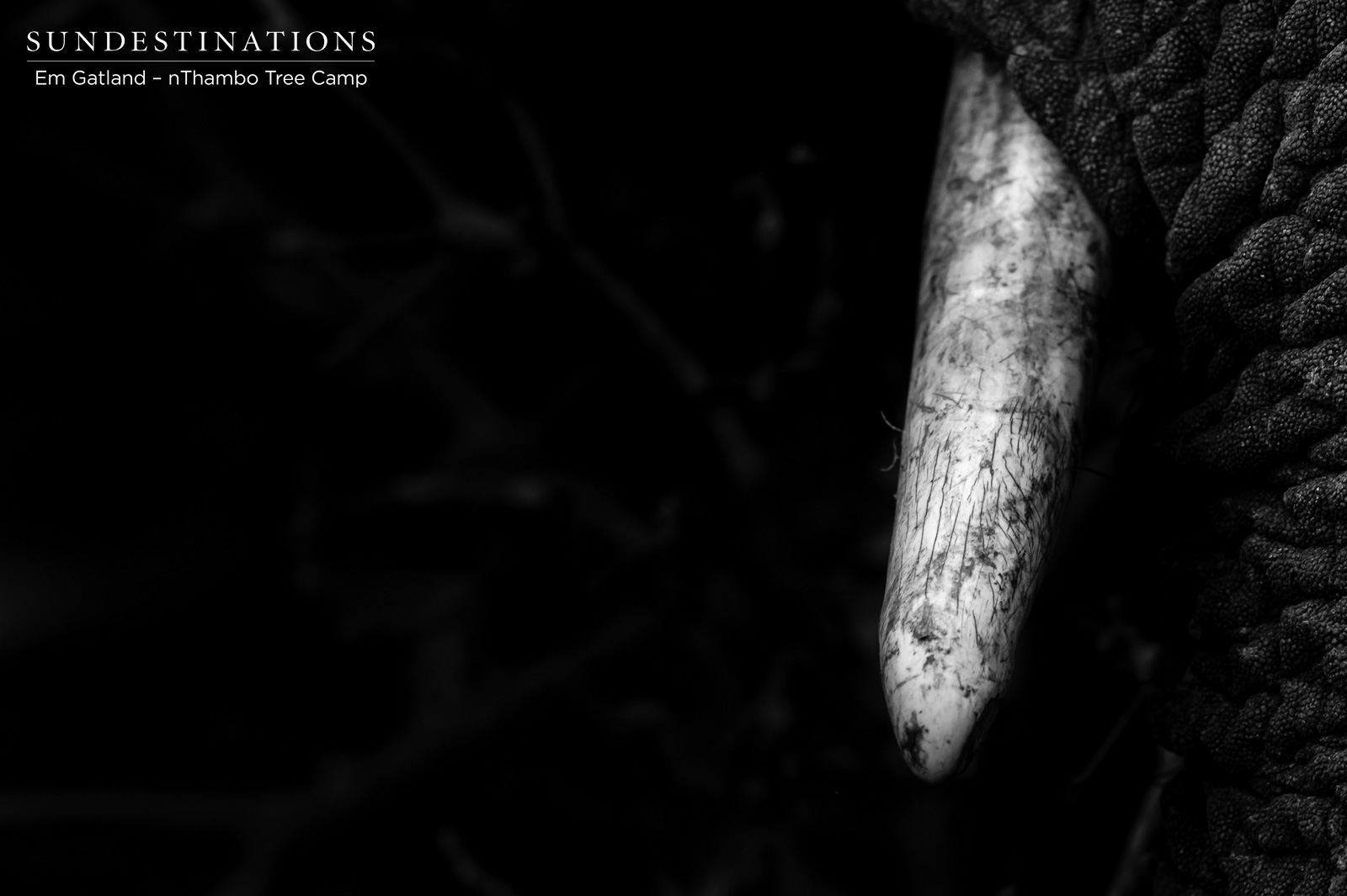 Elephant Tusks nThambo Elephant Tusks nThambo