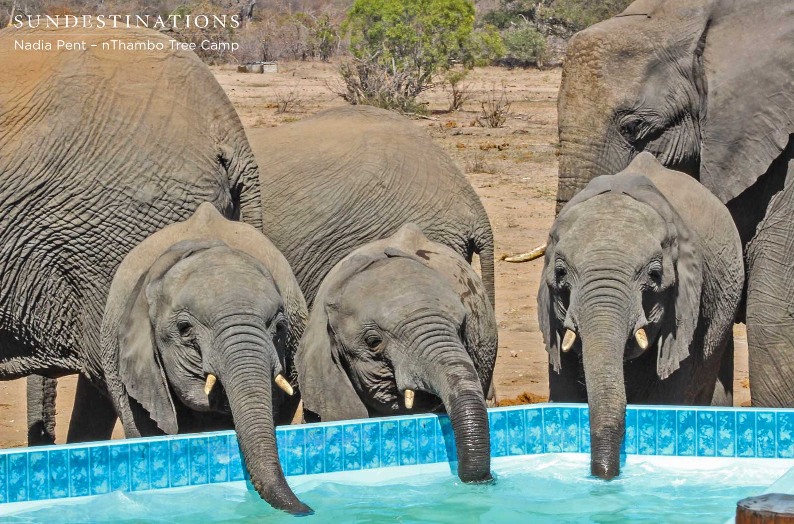 Elephants Drinking from Pool Elephants Drinking from Pool