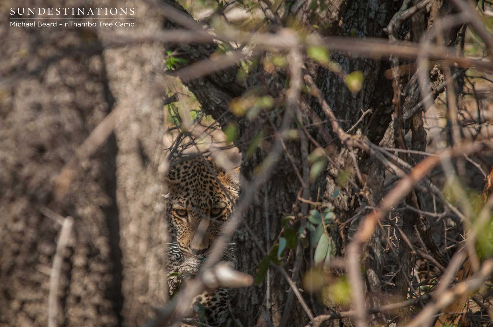 Leopard Hiding in Thickets Leopard Hiding in Thickets