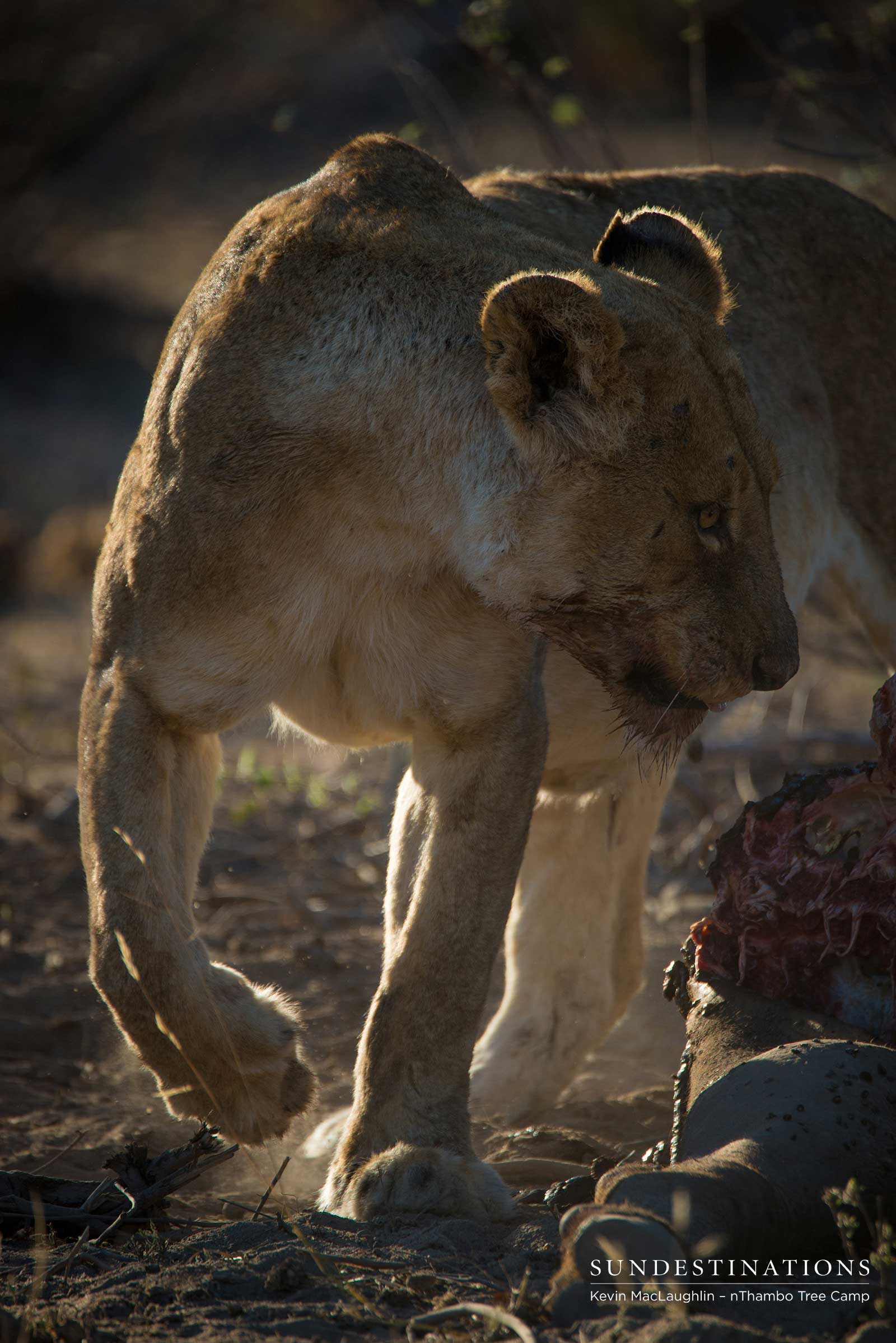 nThambo Lioness Kill nThambo Lioness Kill