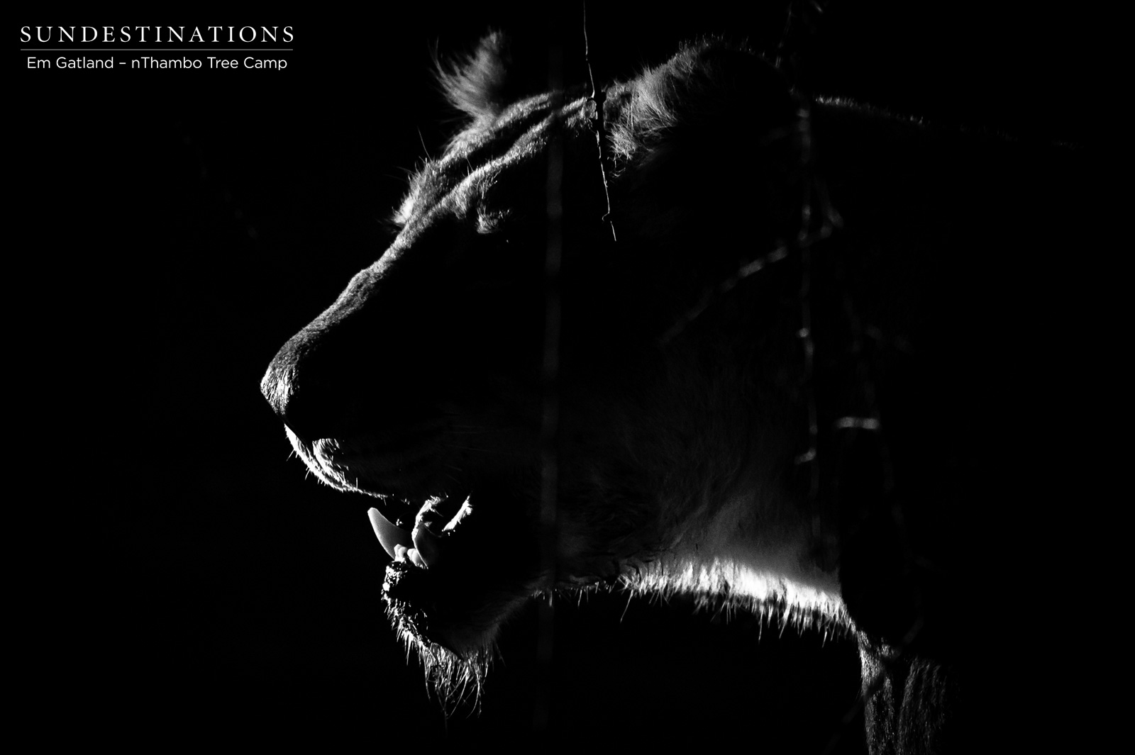 nThambo Lioness nThambo Lioness