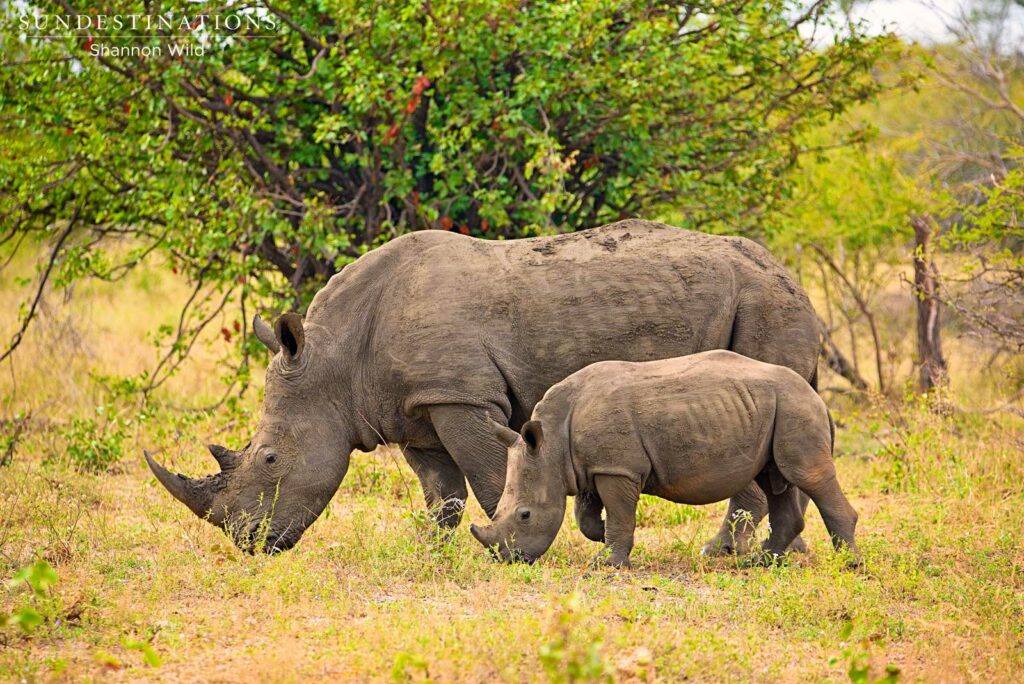 #WorldRhinoDay #WorldRhinoDay