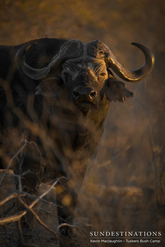 A warming glow from the sunrise blankets the rough exterior of a buffalo bull, peering suspiciously through the thicket A warming glow from the sunrise blankets the rough exterior of a buffalo bull, peering suspiciously through the thicket