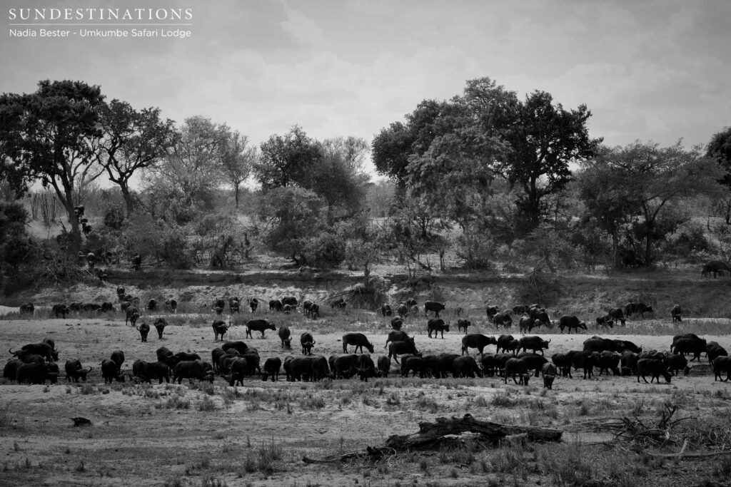 Hundreds of buffalo grazing on the plains of the Sabi Sand. Don't let their cattle-like appearance fool you, these animals are rated the most formidable member of the Big 5. Hundreds of buffalo grazing on the plains of the Sabi Sand. Don't let their cattle-like appearance fool you, these animals are rated the most formidable member of the Big 5.