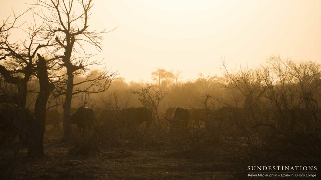 A warm, hazy morning spent with hundreds of buffalo A warm, hazy morning spent with hundreds of buffalo