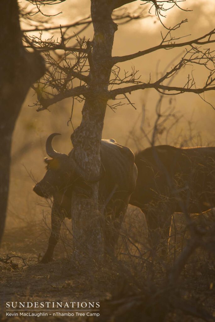 A buffalo finds an appropriate tree to relieve an itch, in the most picturesque time of day A buffalo finds an appropriate tree to relieve an itch, in the most picturesque time of day