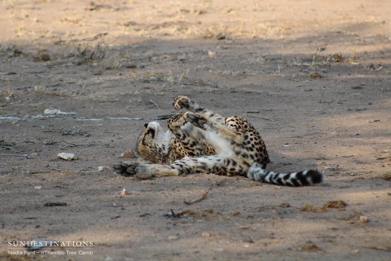 Cheetah Relaxing at nThambo