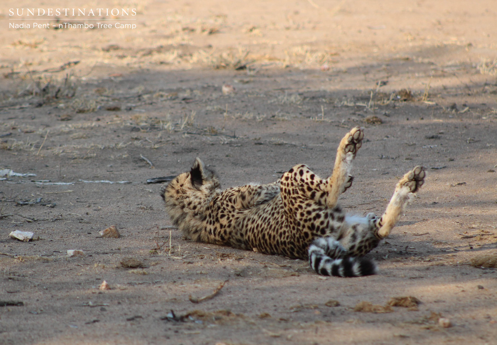 Cheetah at nThambo Property
