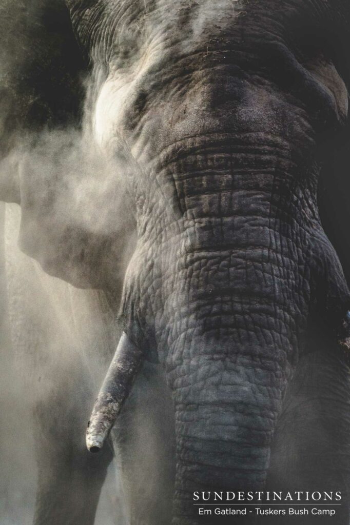 A dust bath in action, capturing the soothing element of the Botswana dust embracing the elephant's leathery skin A dust bath in action, capturing the soothing element of the Botswana dust embracing the elephant's leathery skin
