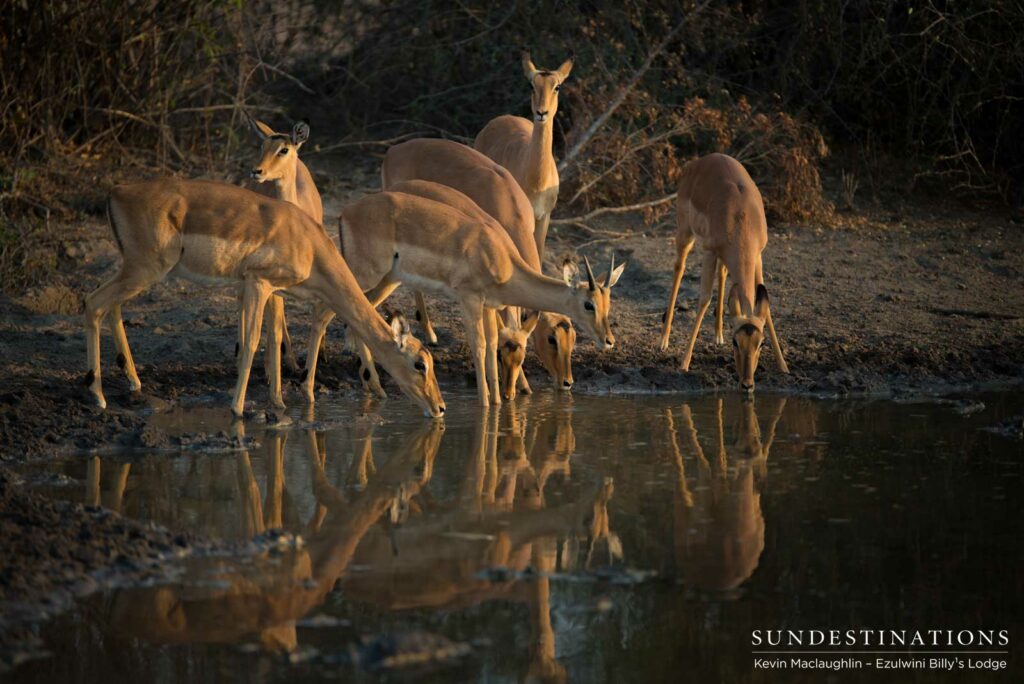 Impalas meet their reflections in the surface of the water, making for a striking photographic opportunity Impalas meet their reflections in the surface of the water, making for a striking photographic opportunity