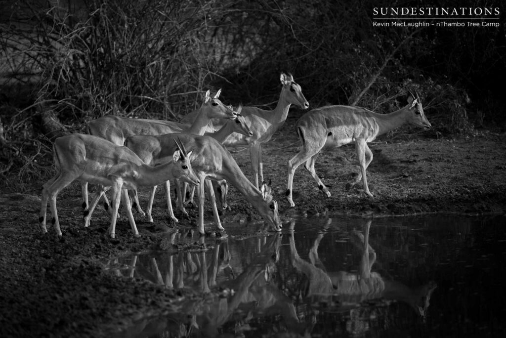 South Africa's most successful antelope, the impala, nervously approaches a waterhole to drink. Constant vigilance is what will keep them alive in this wild world South Africa's most successful antelope, the impala, nervously approaches a waterhole to drink. Constant vigilance is what will keep them alive in this wild world