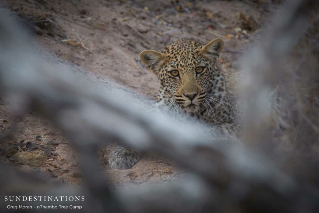 Watching us closely from his hiding place in a drainage line, one of Ross Dam's cubs lies low in the potentially dangerous wilderness he calls home Watching us closely from his hiding place in a drainage line, one of Ross Dam's cubs lies low in the potentially dangerous wilderness he calls home