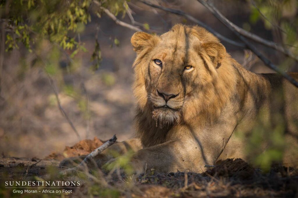 The stern beauty of the young Mapoza male lion keeping an eye on his adoring fans The stern beauty of the young Mapoza male lion keeping an eye on his adoring fans