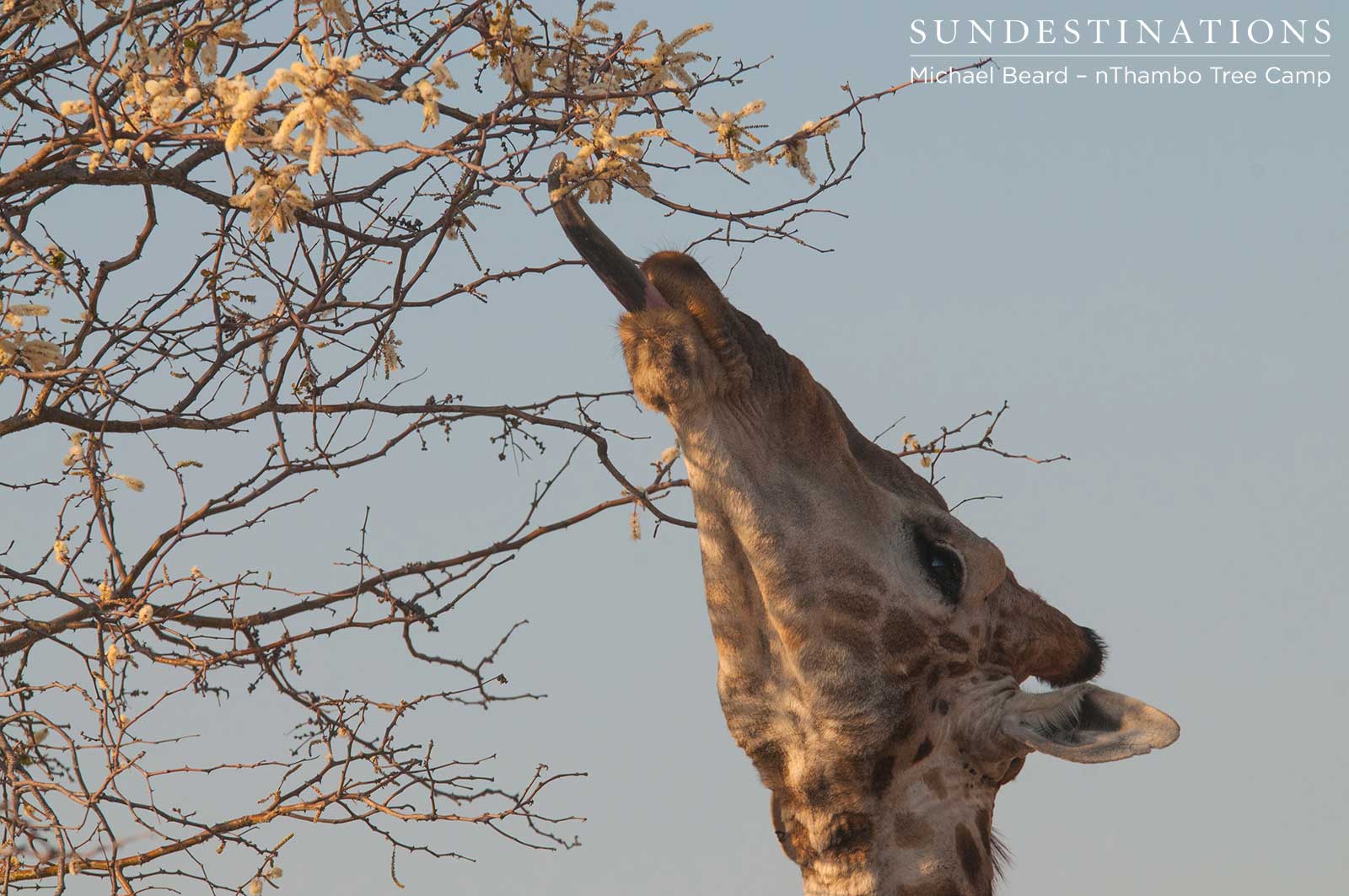 Giraffe at nThambo Tree Camp