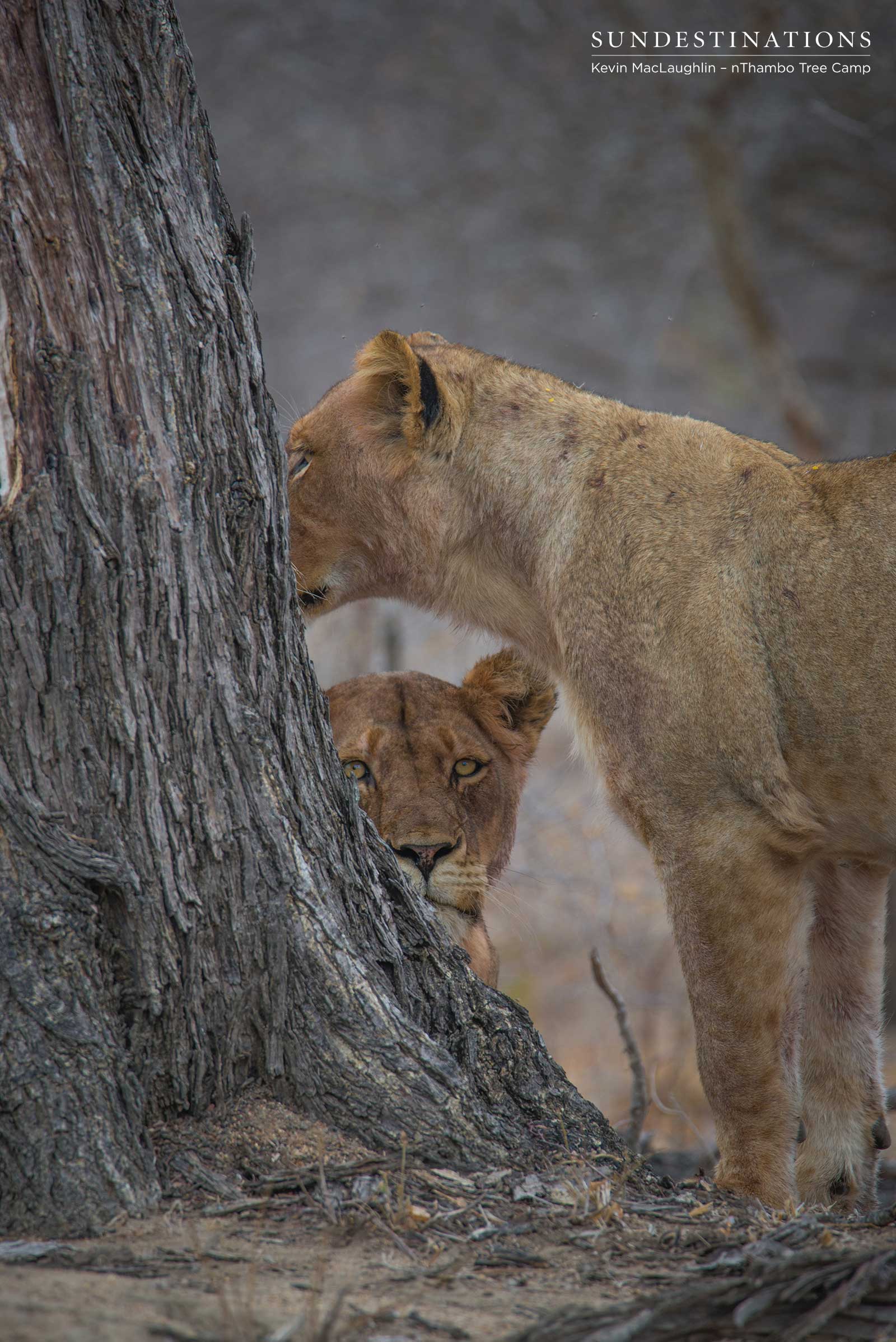Hercules Pride of Lions at nThambo