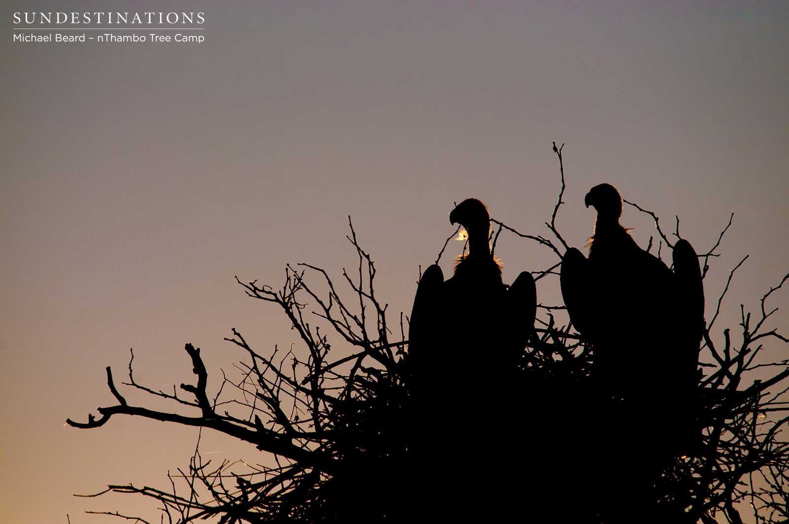 Vultures Waiting for Kill