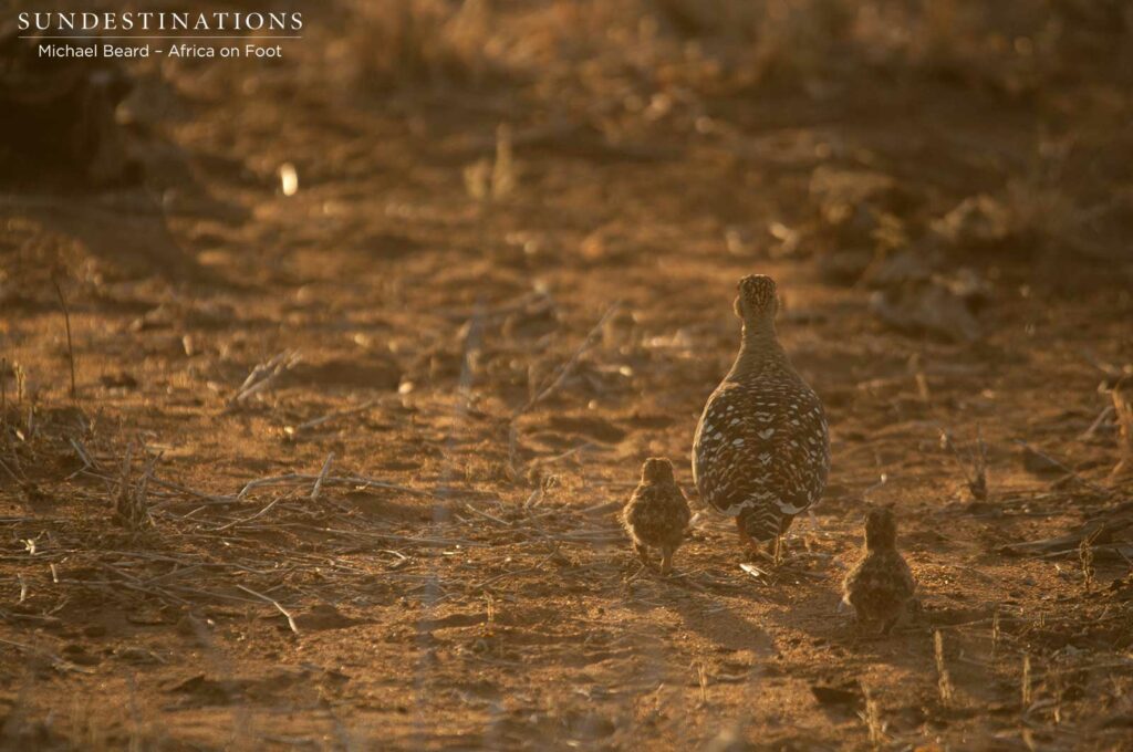 A family of double-banded sandgrouse making their way to safety as the light begins to fade in the Klaserie A family of double-banded sandgrouse making their way to safety as the light begins to fade in the Klaserie