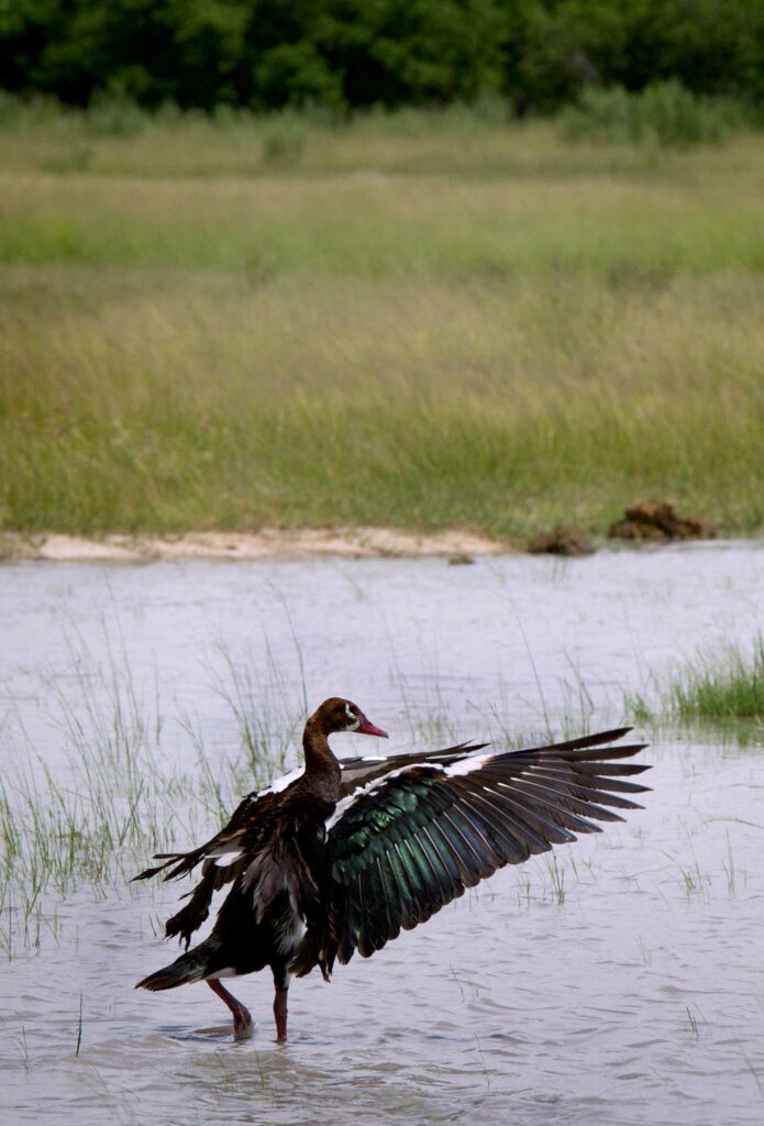 A spurwing goose caught in the action of drying its wings after a bathing session A spurwing goose caught in the action of drying its wings after a bathing session