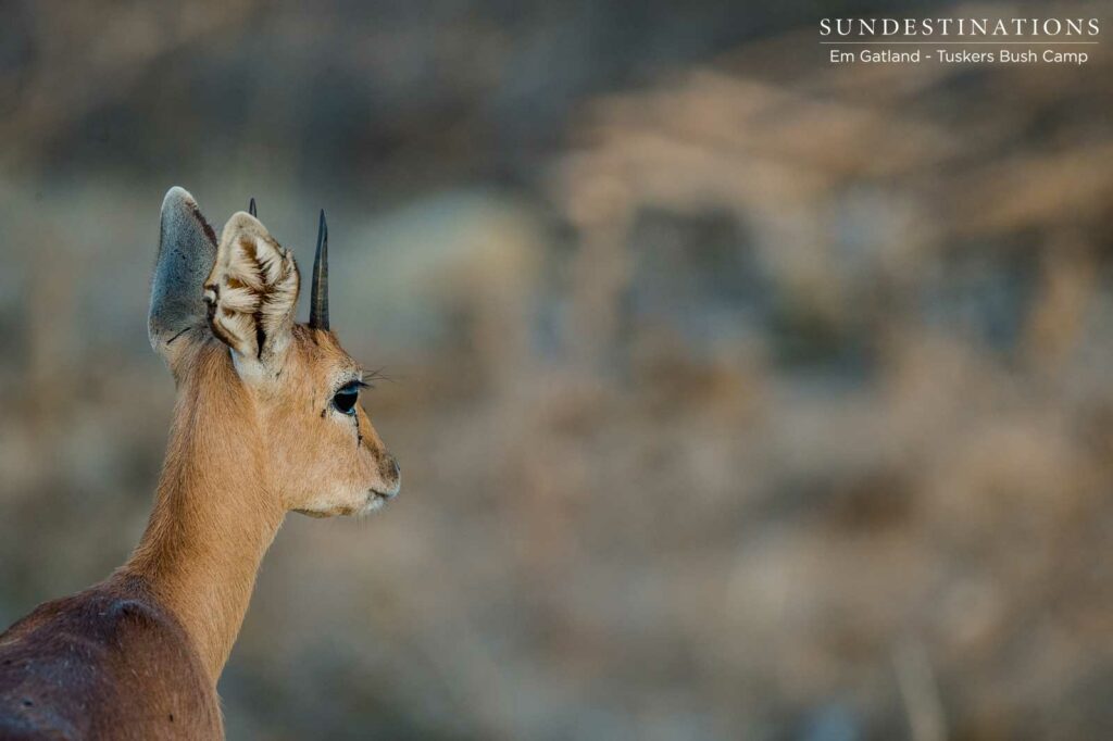The tentative profile of a steenbok out in the unpredictable wild The tentative profile of a steenbok out in the unpredictable wild