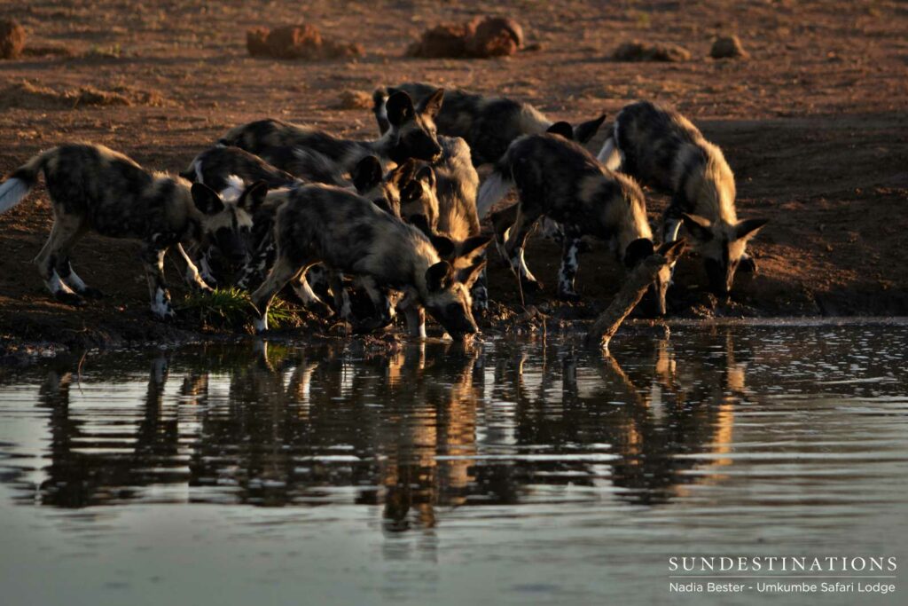 The Toulon Pack pups rehydrate at a waterhole after preying on a bushbuck nearby The Toulon Pack pups rehydrate at a waterhole after preying on a bushbuck nearby