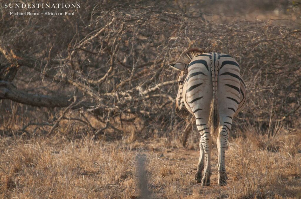 Shy zebra absorbing the morning sunlight Shy zebra absorbing the morning sunlight