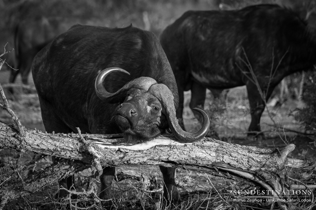 Buffalo Scratching Umkumbe Buffalo Scratching Umkumbe