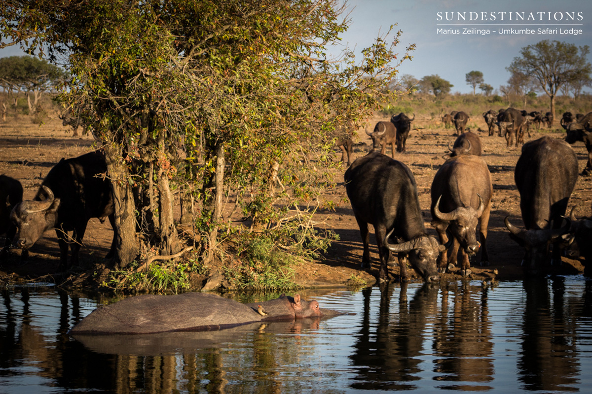Buffalo and Hippo - Umkumbe Buffalo and Hippo - Umkumbe
