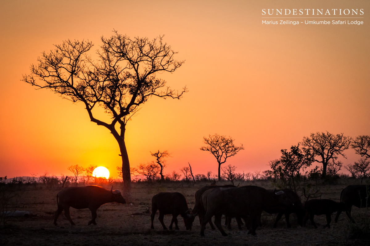Buffalo Umkumbe Sunset Buffalo Umkumbe Sunset