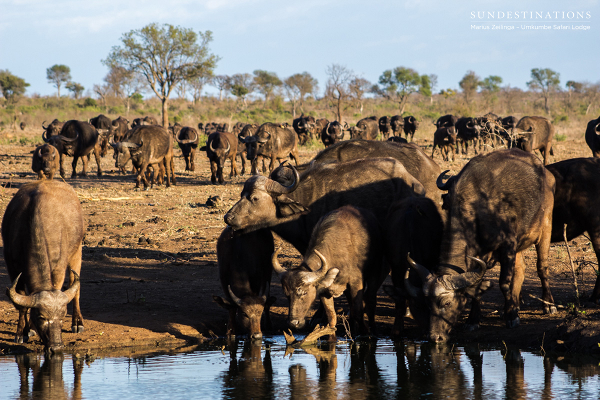 Buffalo Umkumbe Waterhole Buffalo Umkumbe Waterhole