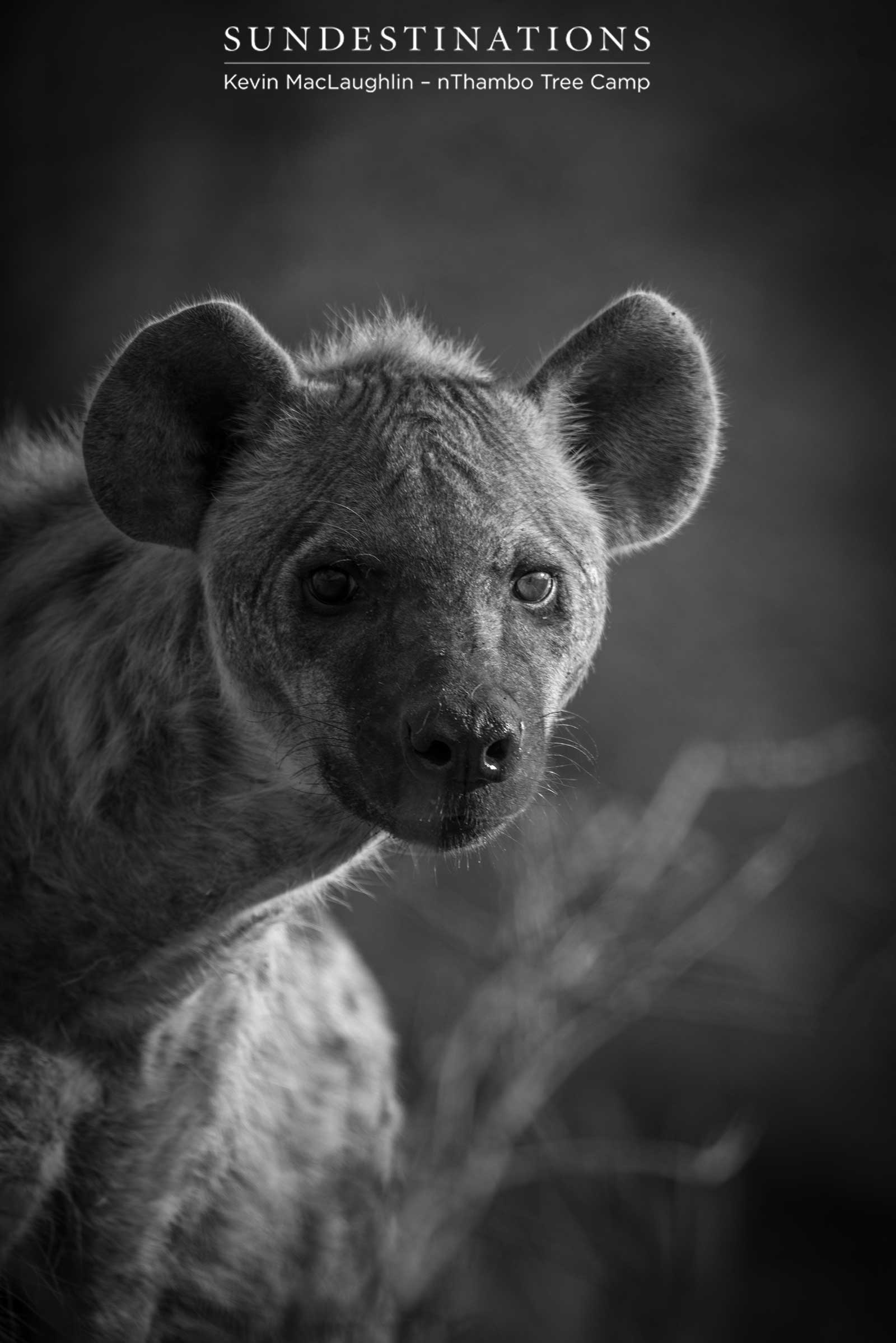 A curious hyena cranes its neck to get a better look at the photographer joining them at the sight of an impala feast A curious hyena cranes its neck to get a better look at the photographer joining them at the sight of an impala feast