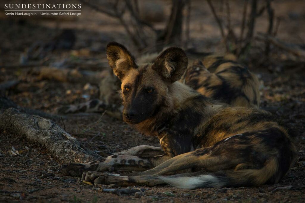 A look of caution betrays this wild dog's otherwise relaxed demeanour. There is no room for complacency in the wild.