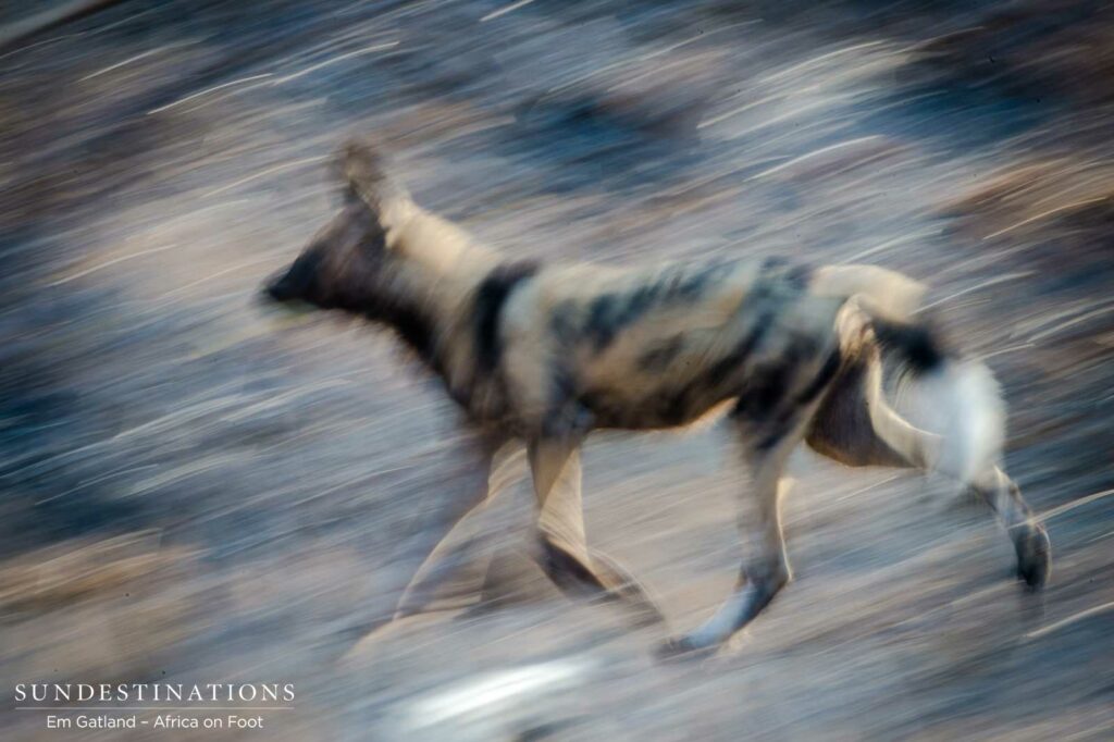 An African wild dog blends into the bush as the pack races to devour a fallen duiker