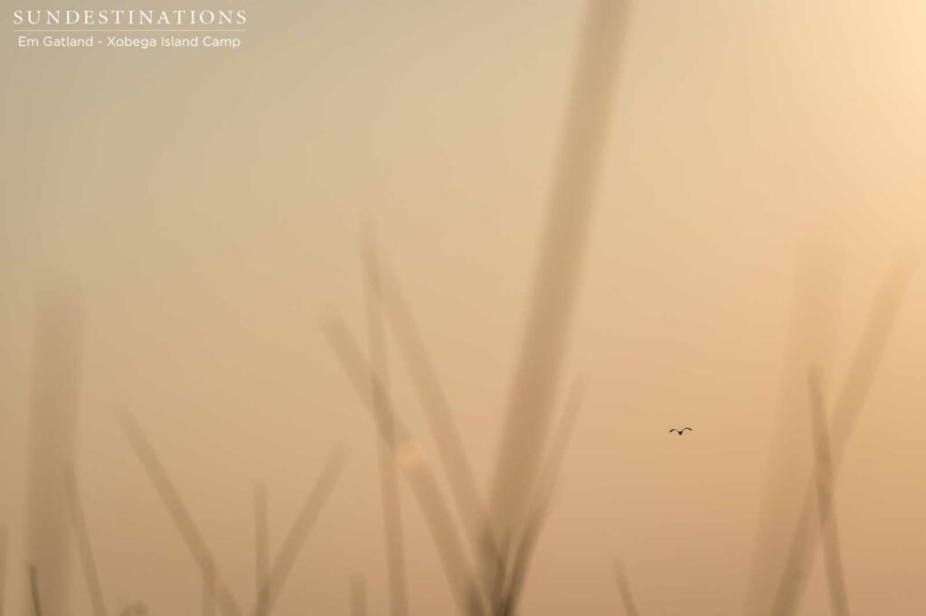 A stork departs and leaves us alone on our mokoro between the reeds of the Okavango Delta