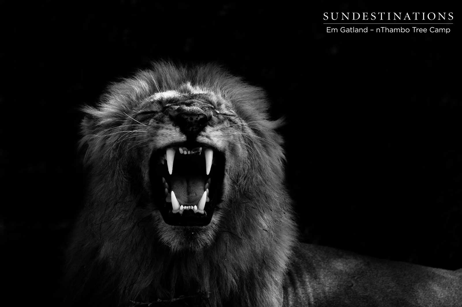 Em Gatland Lion Darkness Em Gatland Lion Darkness