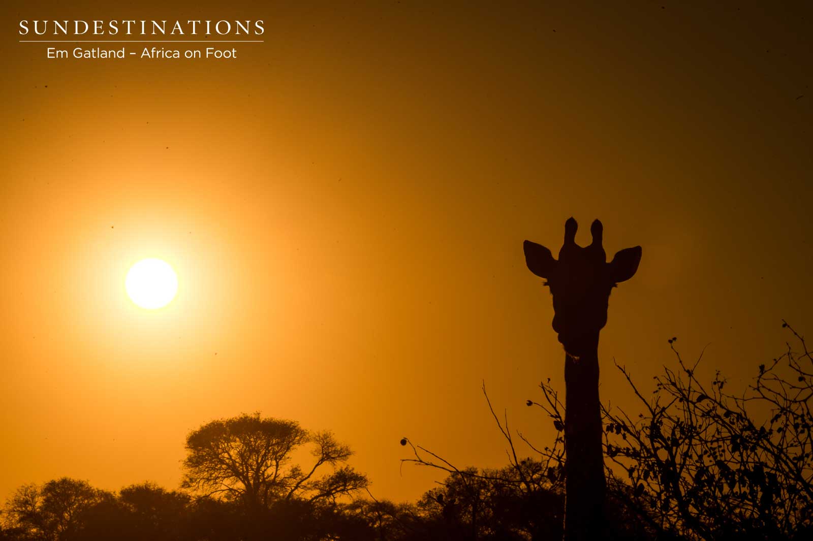 Giraffe in the Sunset Giraffe in the Sunset
