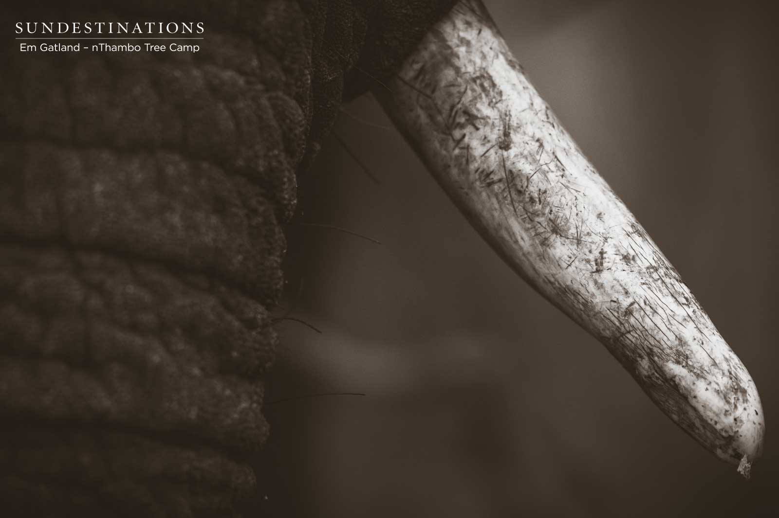 Elephant Tusk Elephant Tusk