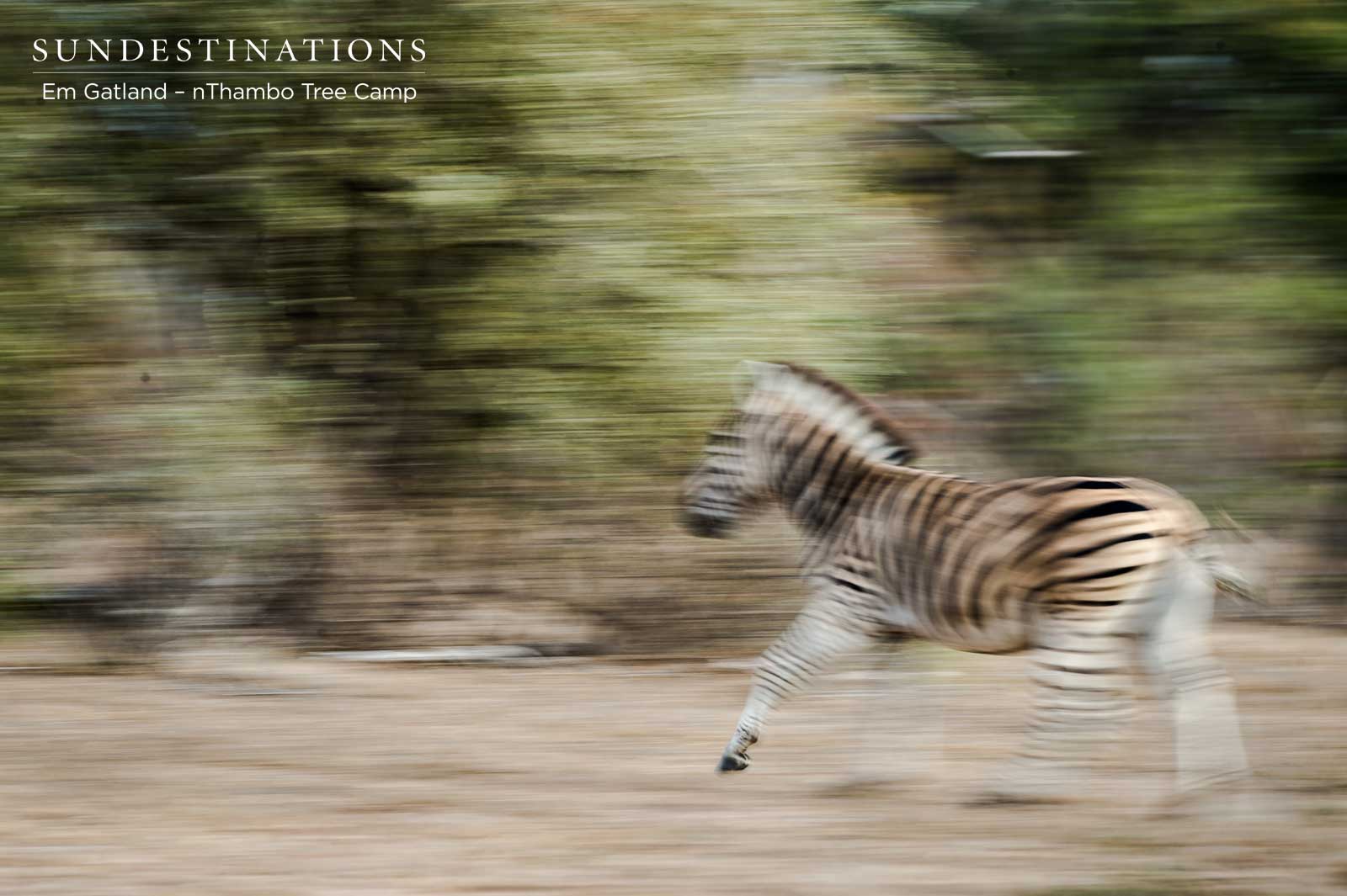 Zebra Herd in Movement Zebra Herd in Movement